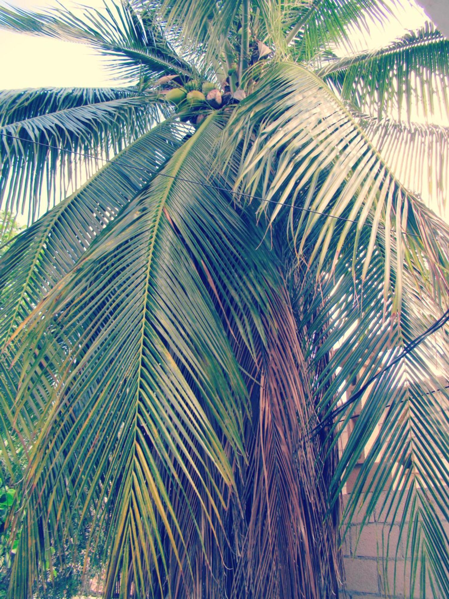 Cocos * Cancun